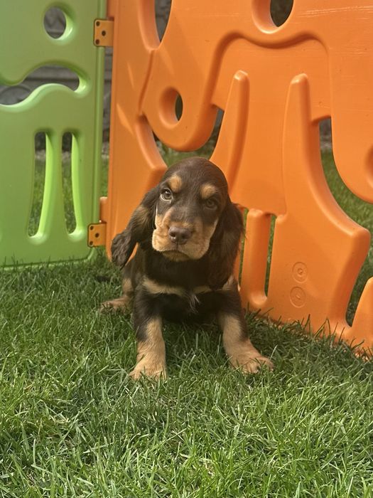 Szczeniak Cocker Spaniel Angielski - Chłopiec Czekoladowy