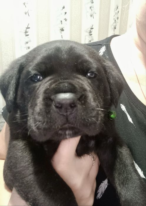 Кане Корсо бронювання