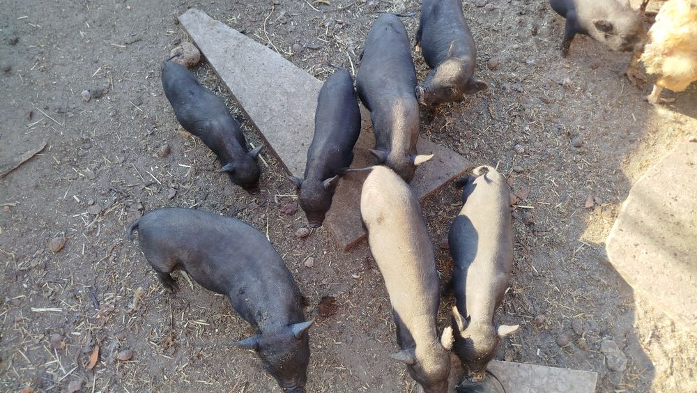 Porcos vietnamitas bebés