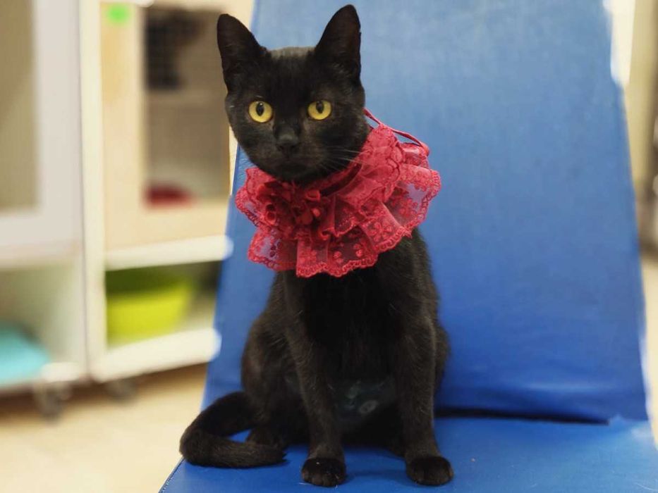 Пандора — норкова чорнява красуня в очікуванні дому (кішка, 1рік)