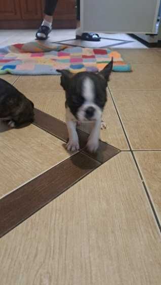 Boston Terrier suczka z rodowodem