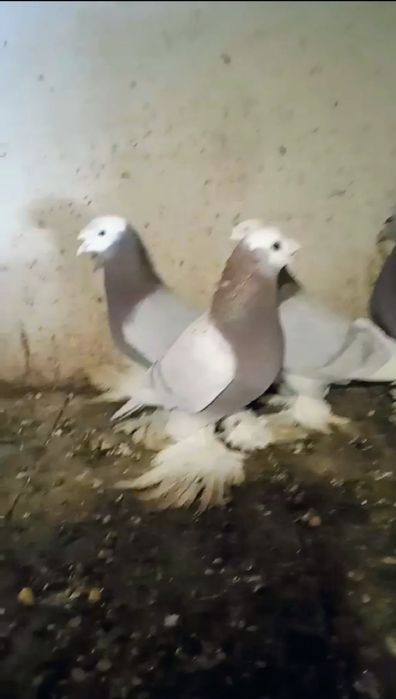 Птиця декоративна
