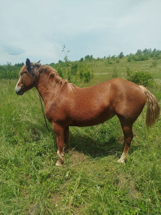 Продам дві кобилі і лоша