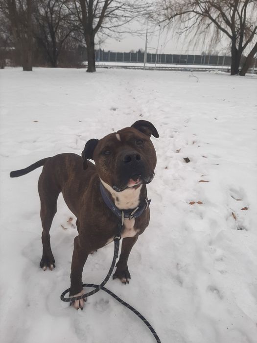 Zgrywusek szuka domu