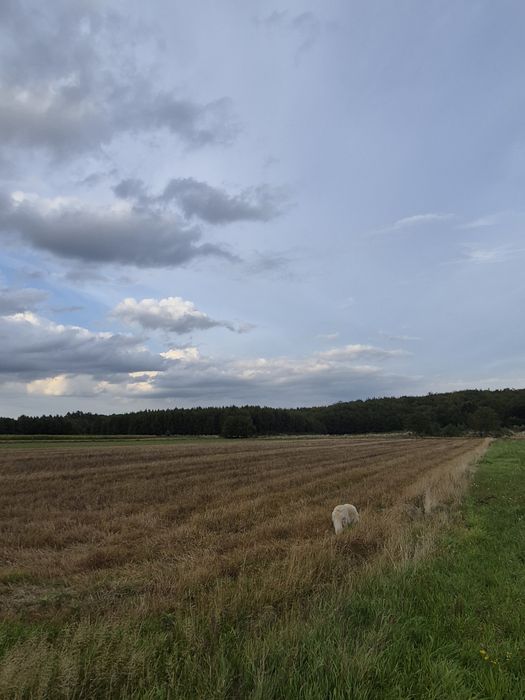 Sprzedam działki siedliskowe 3000 m²