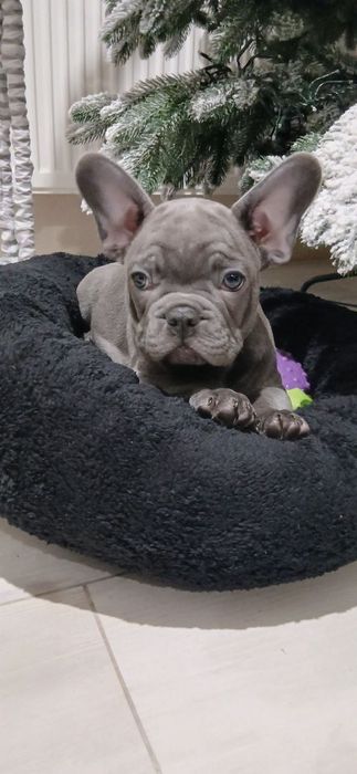 Щенки французского бульдога