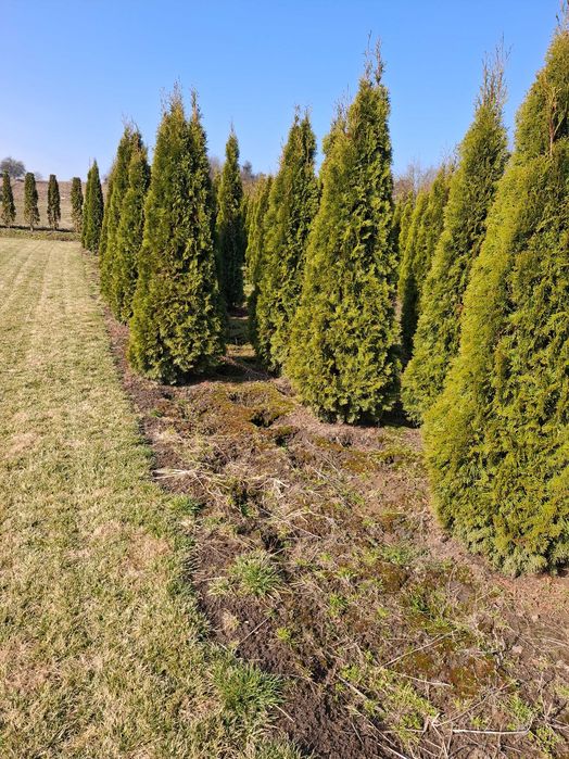 Tuje Szmaragd, 120–270 cm, Thuja na żywopłot, Duże gęste tuje
