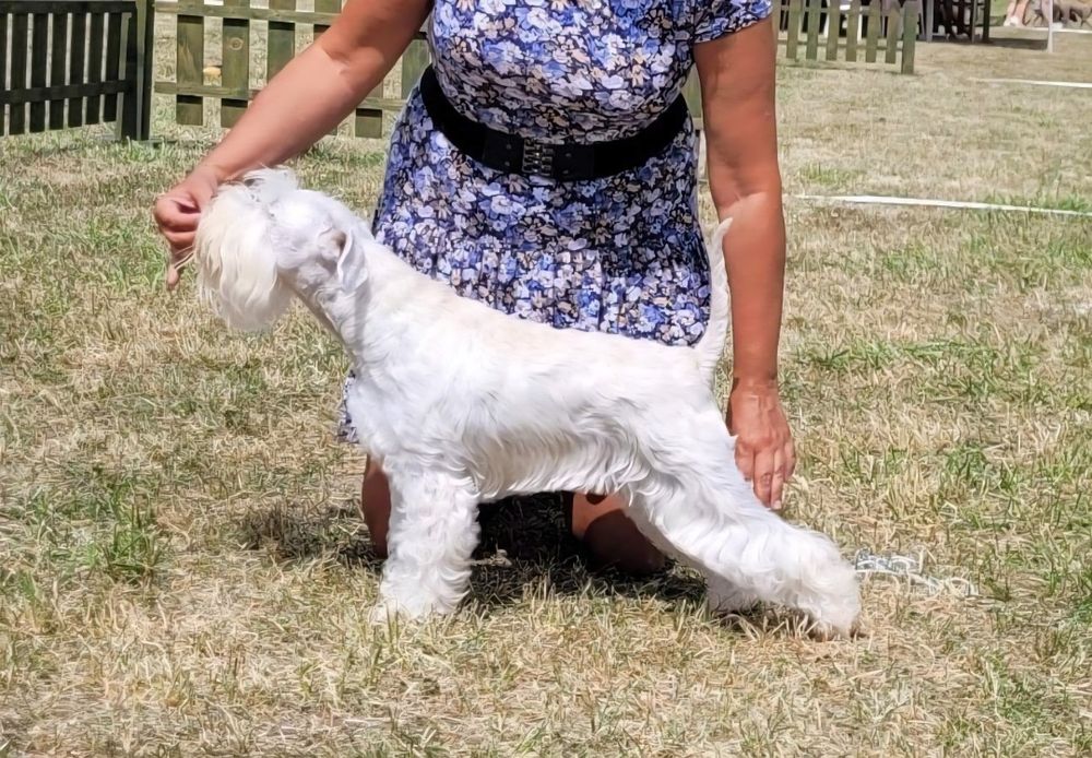 Sznaucer miniaturowy biały - RODOWÓD FCI !!!