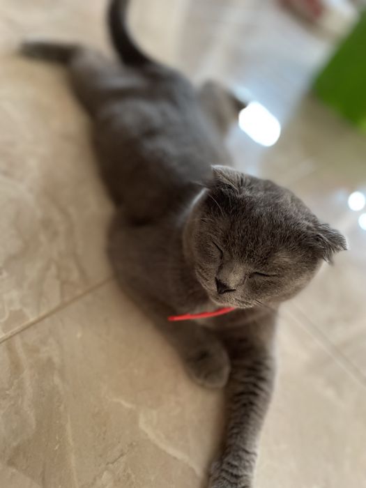 Шукаємо партнера для кішки