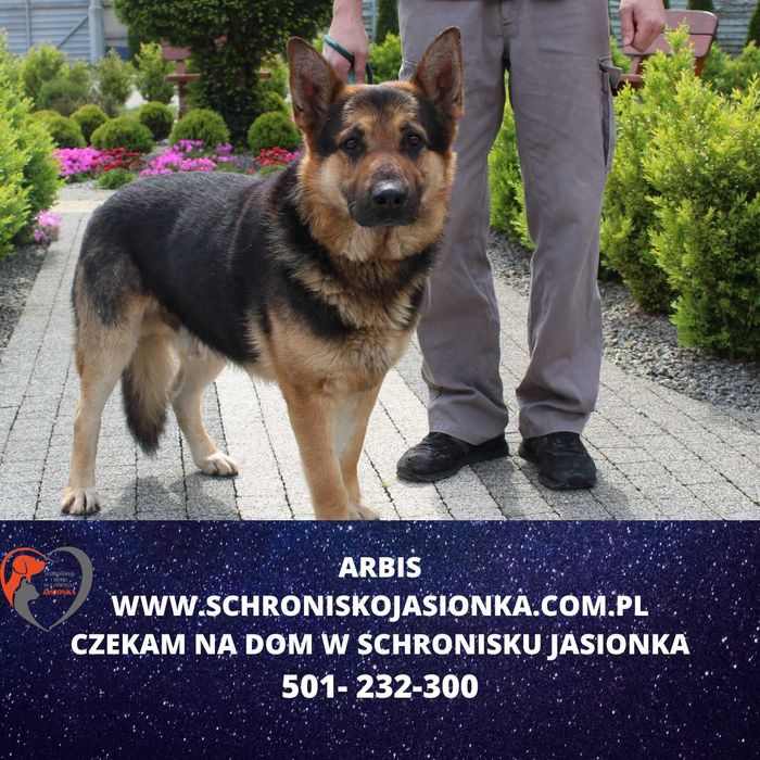 owczarek niemiecki -Arabis schronisko Jasionka -aktualne