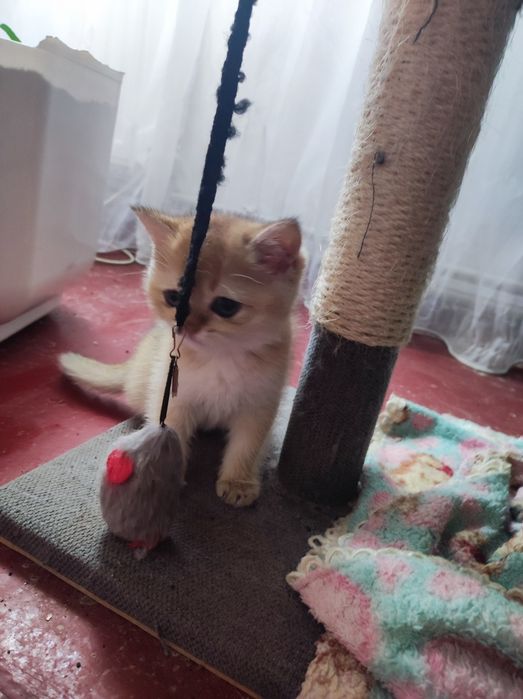 Продам котят,кушают сами