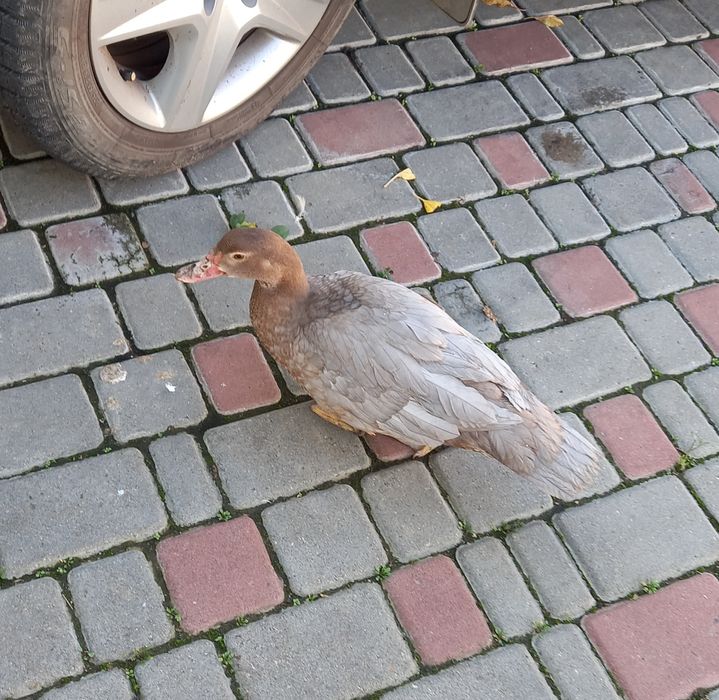 Мускусные молодые уточки и селезни