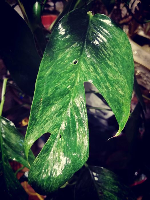 Epipremnum Pinnatum Baltic Blue Mint Variegata Monstera Philodendron