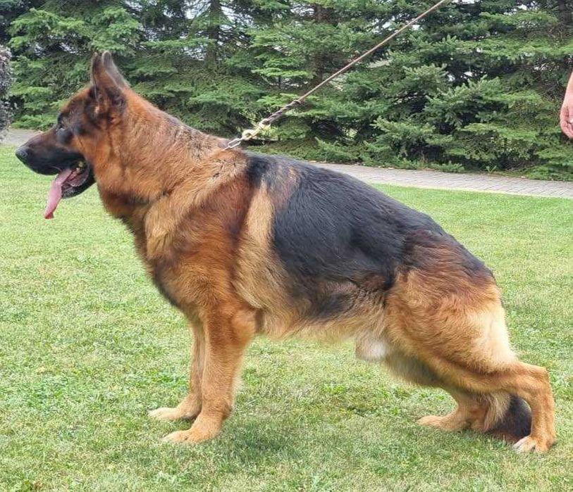 Owczarek Niemiecki szczenięta