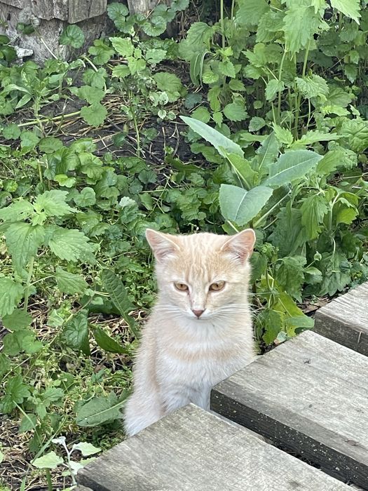 Бесплатно котики