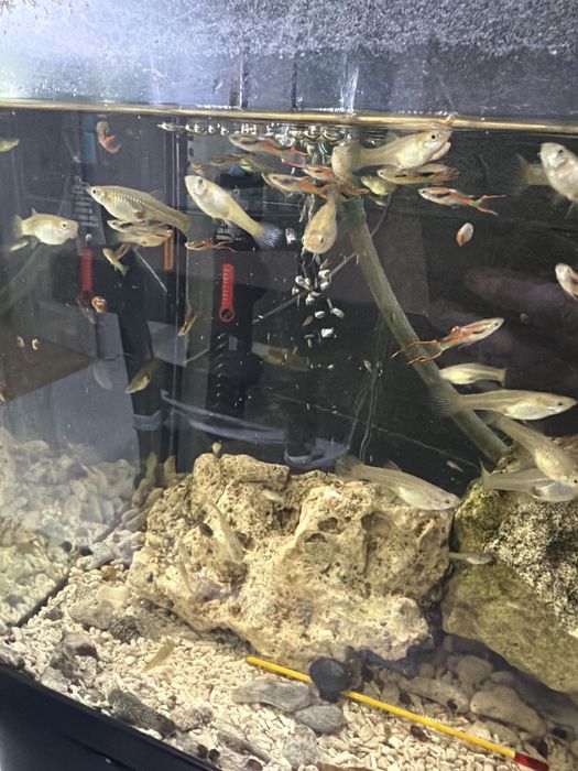 Guppies variados 10€ grupo de 12 , aceito troca por outras espécies ou plantas