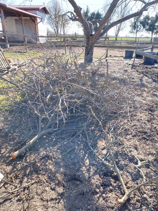 Gałęzie jabłoni na rozpałkę