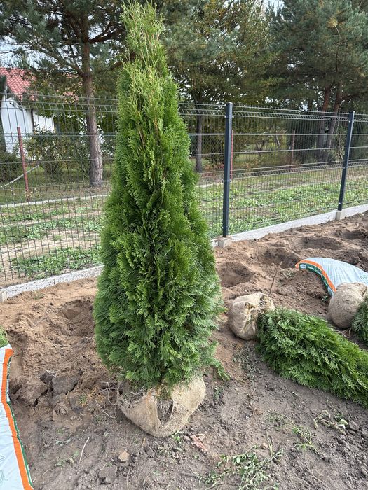 Tuja tuje szmaragd piękne 180-190 cm sadzimy wozimy transport
