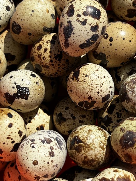 Ovos de codorniz