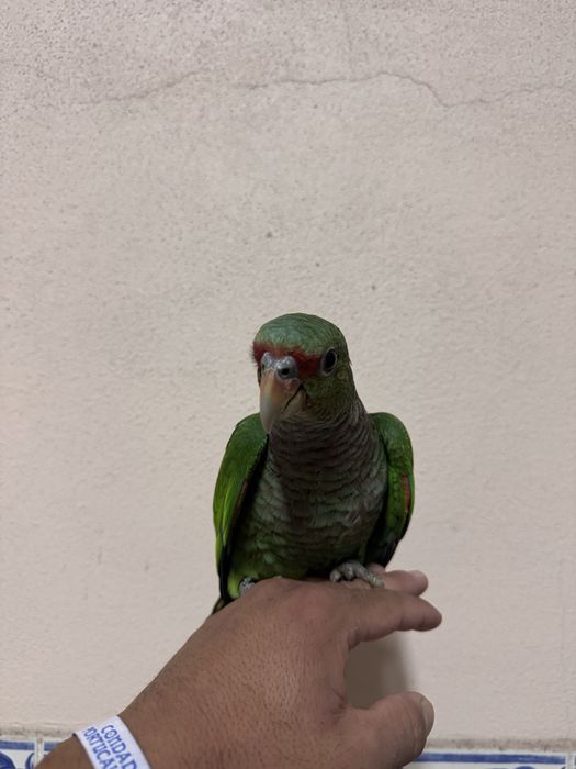 Aves domesticadas