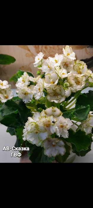 Дітки сортової фіалки ,від 35 грн