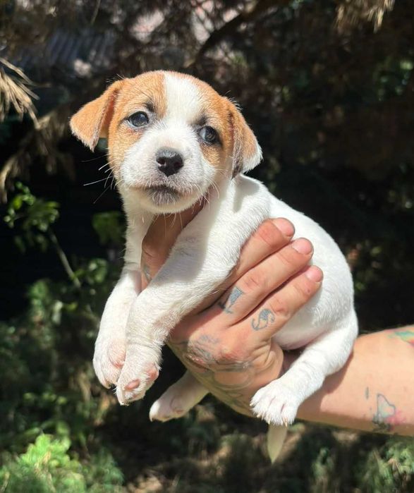 Jack Russell Terrier FCI szczeniaki