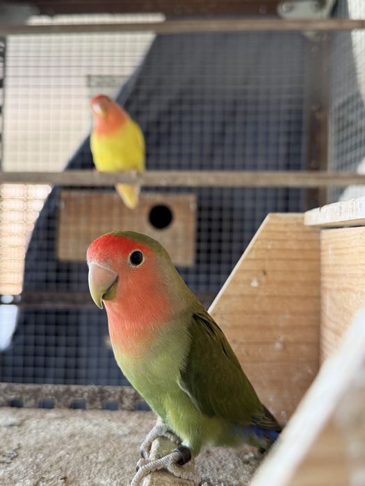 Agapornis roseicollis