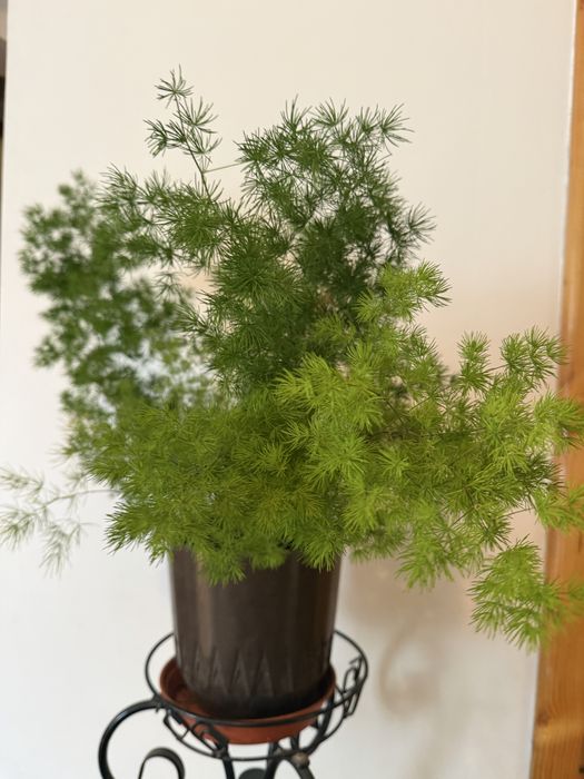 Аспарагус Ретрофрактус (Asparagus retrofractus)