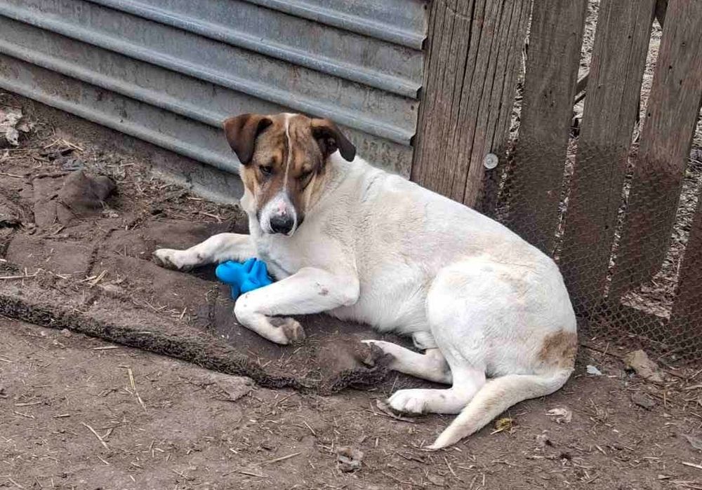 Оскар та Сем, 1 рік, друзі, не для охорони