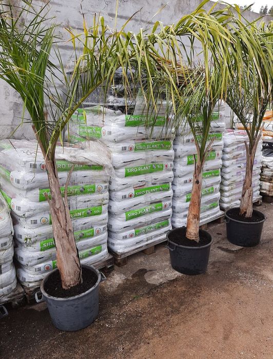 Coqueiros/ Planta de exterior