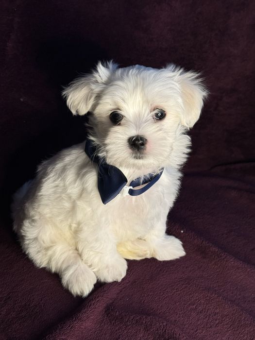 Продаються цуценята порода мальтійська болонка ,народились 9 жовтня!