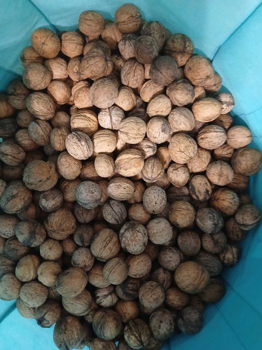 продам грецкий орех