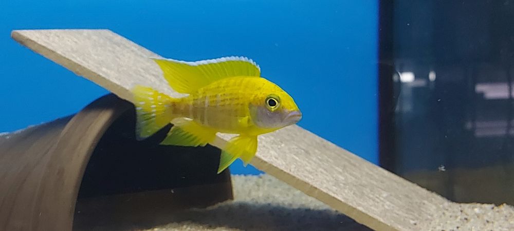 Pyszczaki Aulonocara Baenschi Benga Malawi Tanganika