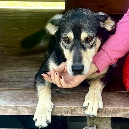 Wesoly slodziak Gufik czeka na dom