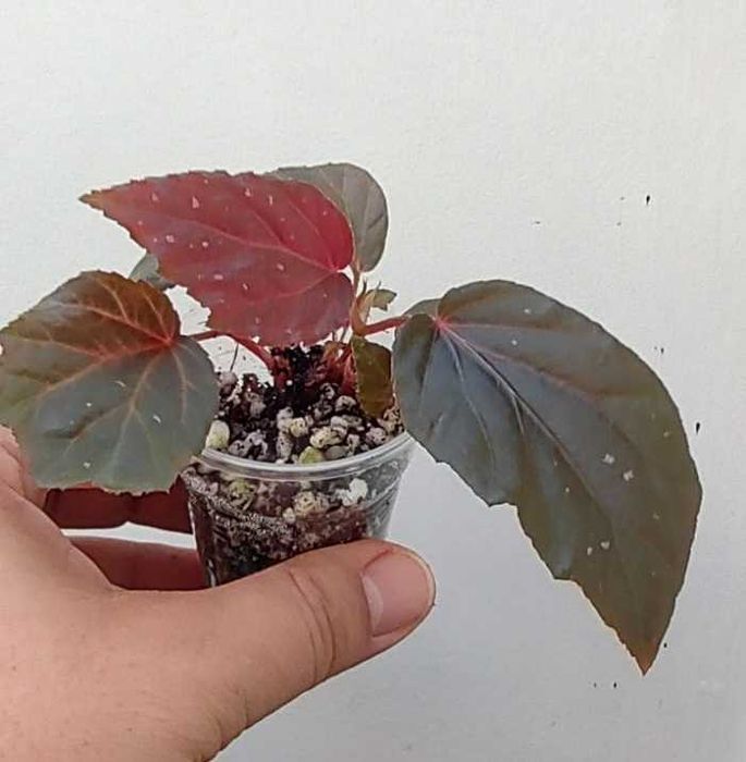 Begonia burkillii Silver Edge lub B pavonina lub B 'Black Bat'