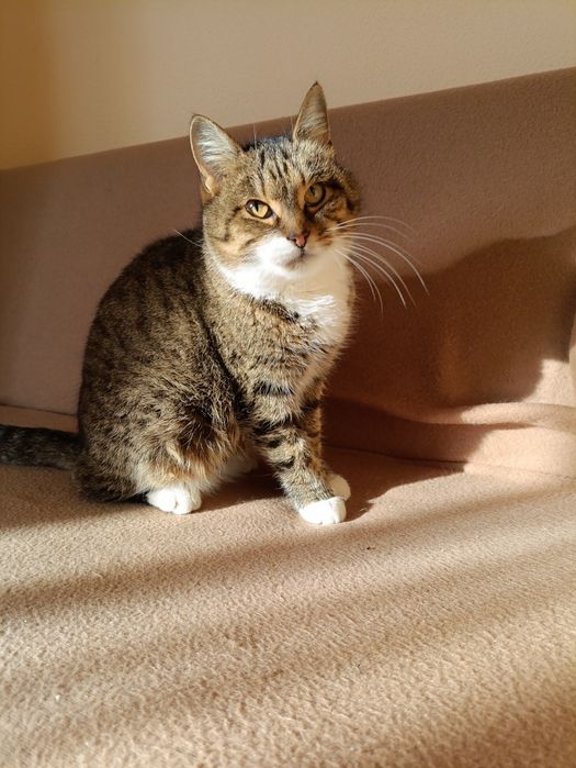 Кішечка Дана шукає родину