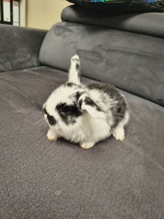 baranki miniaturki mini lop