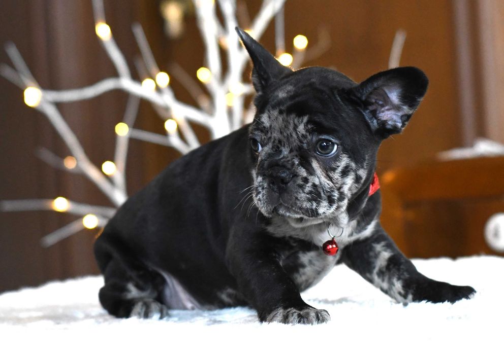 Buldog francuski sunia LENA