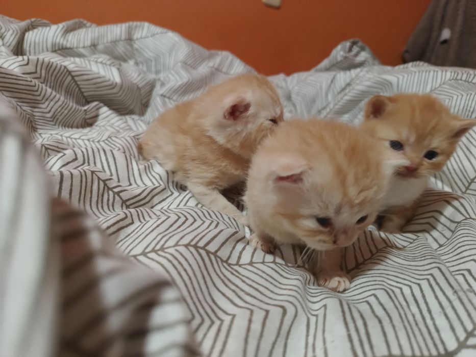 Kot szkocki do rezerwacji