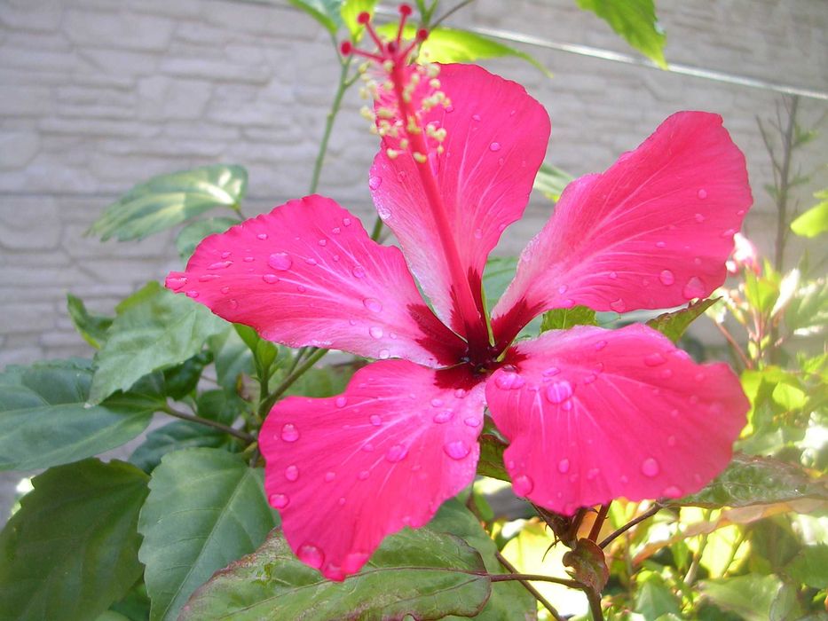 Продам гибискус,розмарин,розы,колеус,хризантемы,жакаранду,авокадо и др