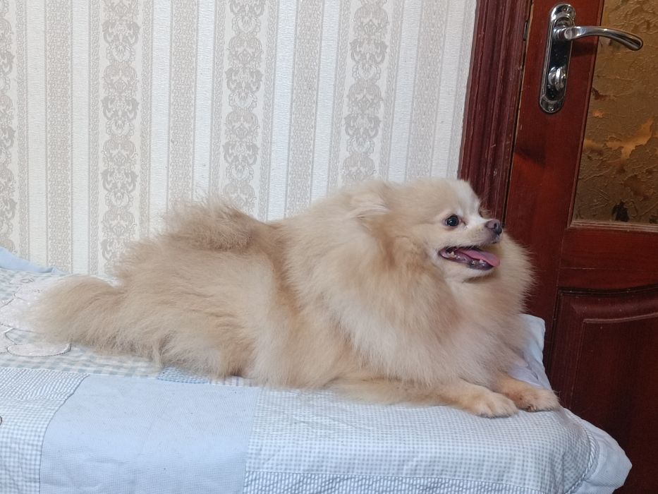 Шпиц девочка подрощенная