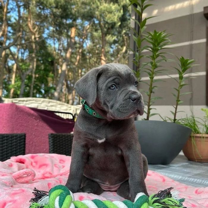 Ціна на кожне цуценя Кане Корсо різна