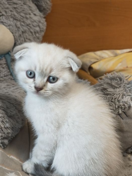 Чистокровні висловухі шотландські кошенята