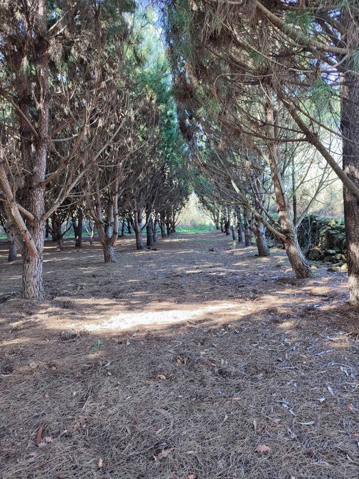 Vendo Terrenos - Vários