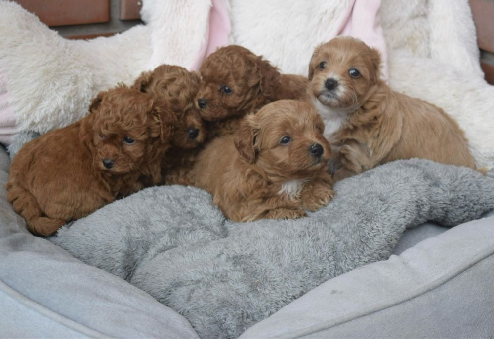 Maltipoo piękna ruda panna