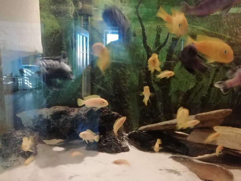 Malawi saulosi pyszczak