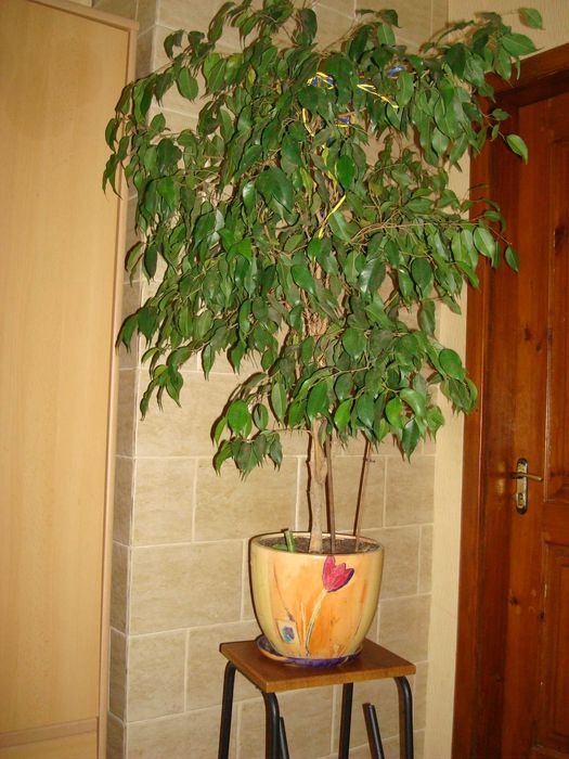 Продам фікус Бенджаміна 130 см
