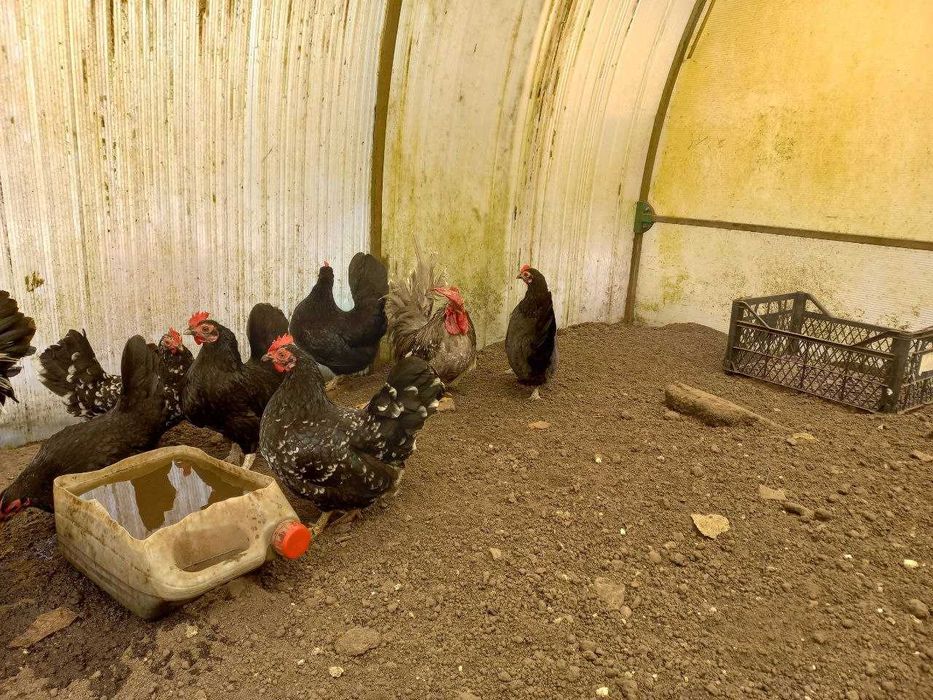 Продам  інкубаційне яйце    курей  порди шабо