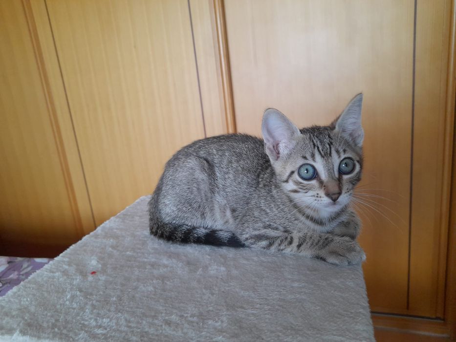 Ofereço  gatinha