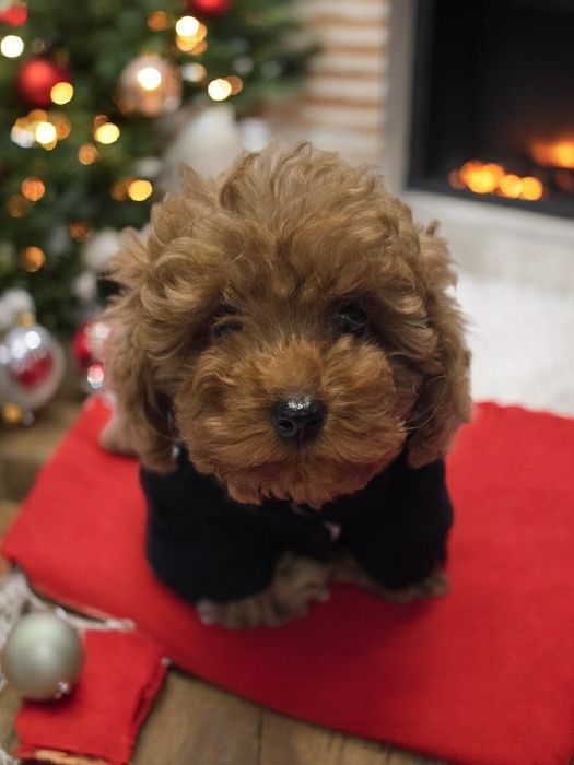 Pudel Toy miniaturka samiec po 2 szczepieniu do odbioru bad genetyczne